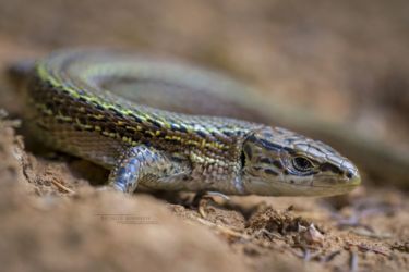 Adolfus masavaensis - Western alpine meadow lizard