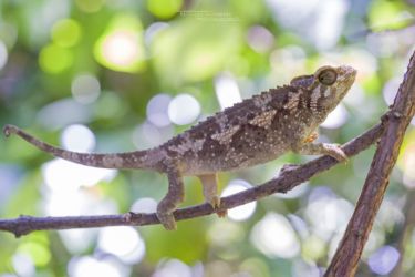 Probable jeune Trioceros jacksonii - Probably young Jackson's Three-horned Chameleon