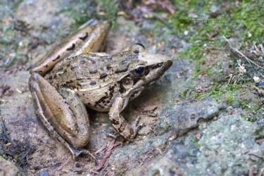 Ptychadena anchietae - Anchieta's Ridged Frog