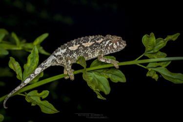 Probable jeune Trioceros jacksonii - Probably young Jackson's Three-horned Chameleon