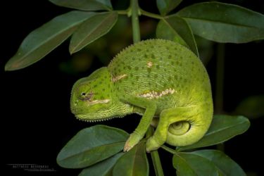 Chamaeleo dilepis - Flap-necked Chameleon