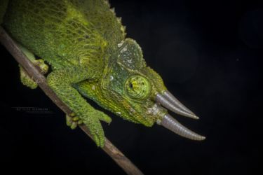 Trioceros jacksonii - Jackson's Three-horned Chameleon