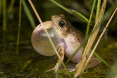 Hyperolius montanus - Mountain Reed Frog