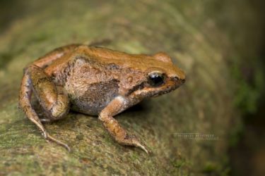 Amietia wittei - De Witte's River Frog