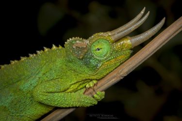 Trioceros jacksonii - Jackson's Three-horned Chameleon