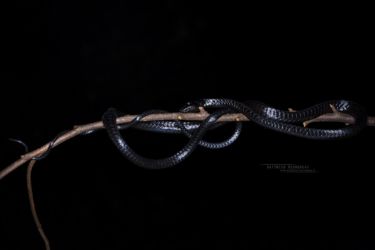 Thrasops jacksonii - Black Tree Snake