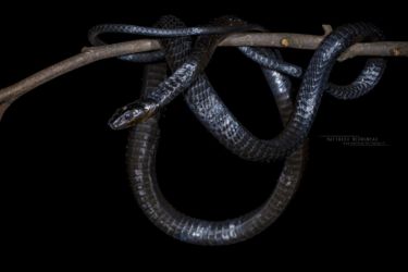 Thrasops jacksonii - Black Tree Snake