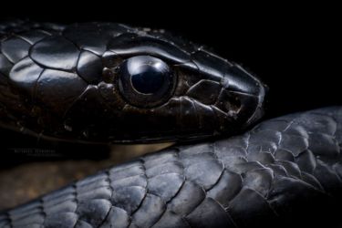 Thrasops jacksonii - Black Tree Snake