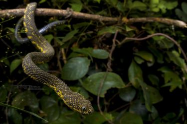 Atheris desaixi - Mt Kenya Bush Viper