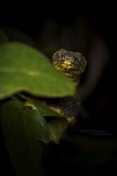 Atheris desaixi - Mt Kenya Bush Viper