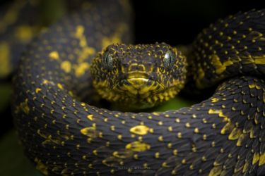 Atheris desaixi - Mt Kenya Bush Viper