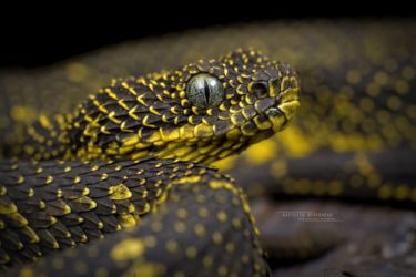 Atheris desaixi - Mt Kenya Bush Viper