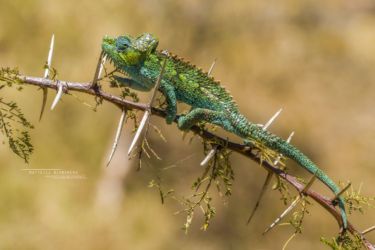 Trioceros hoehnelii - High-casqued Chameleon