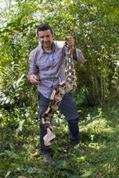 Bitis gabonica - Gaboon viper