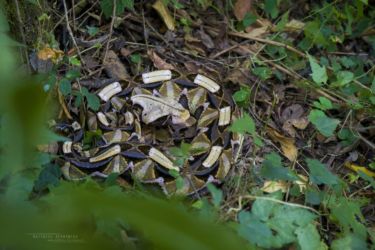 Bitis gabonica - Gaboon viper
