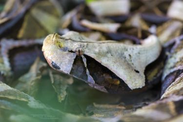 Bitis gabonica - Gaboon viper