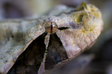 Bitis gabonica - Gaboon viper