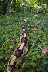 Bitis gabonica - Gaboon viper