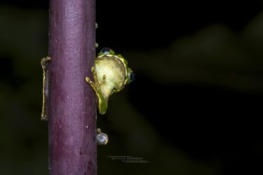 Leptopelis mackayi - Mackay’s Forest Treefrog