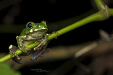 Leptopelis mackayi - Mackay’s Forest Treefrog