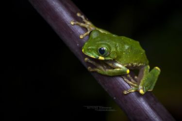 Leptopelis mackayi - Mackay’s Forest Treefrog