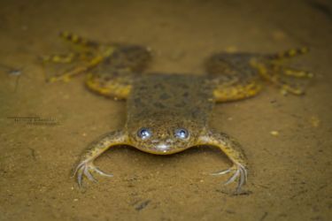 Xenopus victorianus - Lake Victoria Clawed Frog