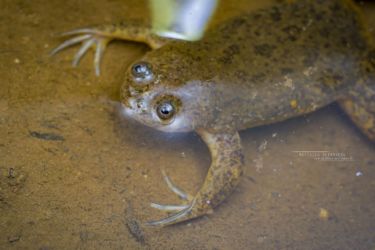 Xenopus victorianus - Lake Victoria Clawed Frog