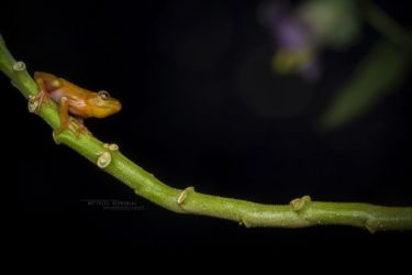 Hyperolius cinnamomeoventris - Cinnamon-bellied Reed Frog