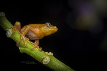 Hyperolius cinnamomeoventris - Cinnamon-bellied Reed Frog