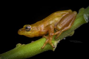 Hyperolius cinnamomeoventris - Cinnamon-bellied Reed Frog