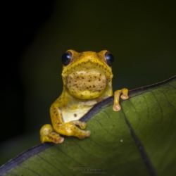 Hyperiolus viridiflavus - Common Reed Frog