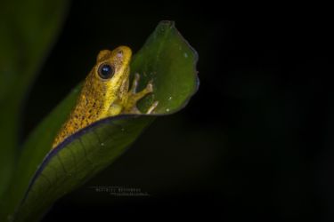 Hyperiolus viridiflavus - Common Reed Frog