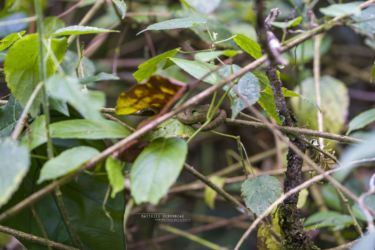 Atheris squamigera - Variable Bush Viper