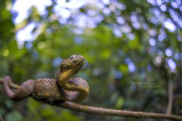 Atheris squamigera - Variable Bush Viper