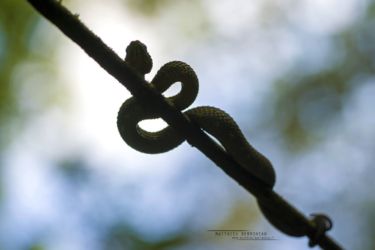 Atheris squamigera - Variable Bush Viper