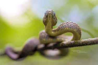 Atheris squamigera - Variable Bush Viper