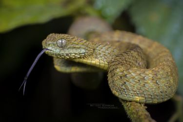 Atheris squamigera - Variable Bush Viper