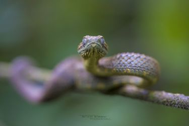 Atheris squamigera - Variable Bush Viper