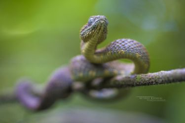 Atheris squamigera - Variable Bush Viper