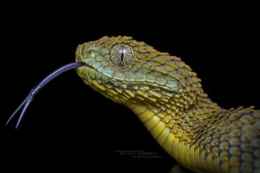 Atheris squamigera - Variable Bush Viper