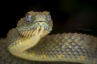 Atheris squamigera - Variable Bush Viper