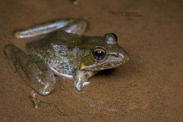 Amietia nutti - Nutt's River Frog