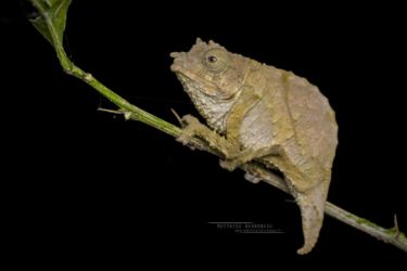 Rhampholeon boulengeri - Boulenger’s pygmy chameleon