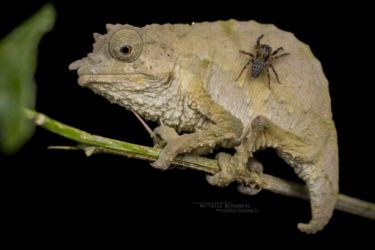 Rhampholeon boulengeri - Boulenger’s pygmy chameleon