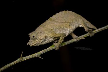 Rhampholeon boulengeri - Boulenger’s pygmy chameleon