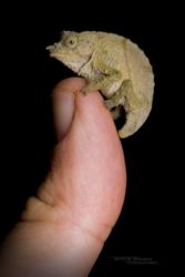 Rhampholeon boulengeri - Boulenger’s pygmy chameleon