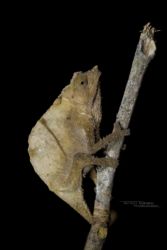 Rhampholeon boulengeri - Boulenger’s pygmy chameleon