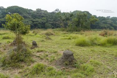 Superbe prairie au coeur de la forêt de Kakamega - Superb meadow in the heart of the Kakamega forest