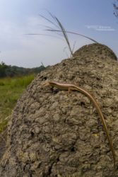 Trachylepis megalura - Grass-top skink