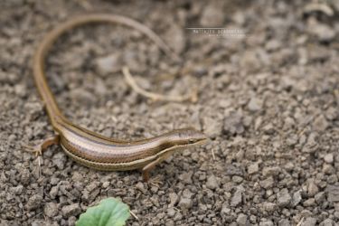 Trachylepis megalura - Grass-top skink